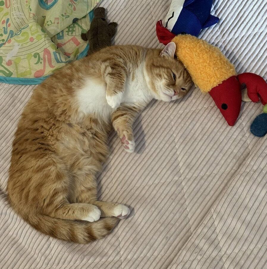 眠っているにゃんたくん