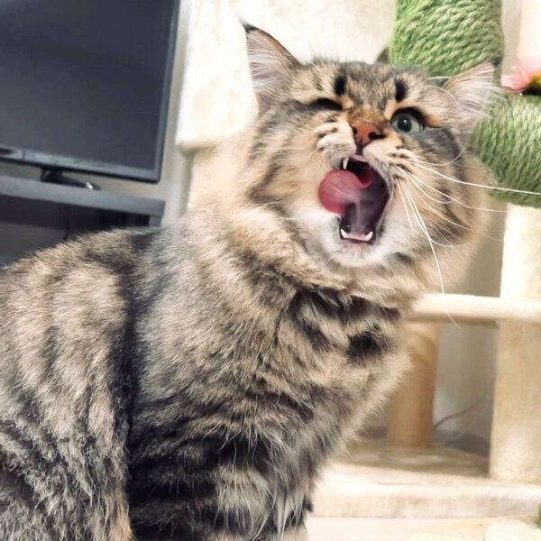 舌を出すヤマネコくん