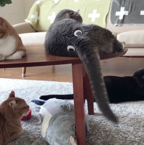 アメリカンカールの一球ちゃん