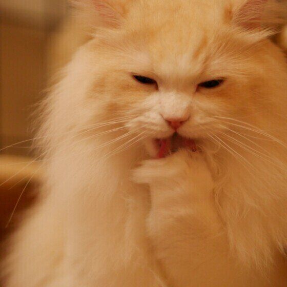 顔を洗う猫（ラガマフィン、オス）