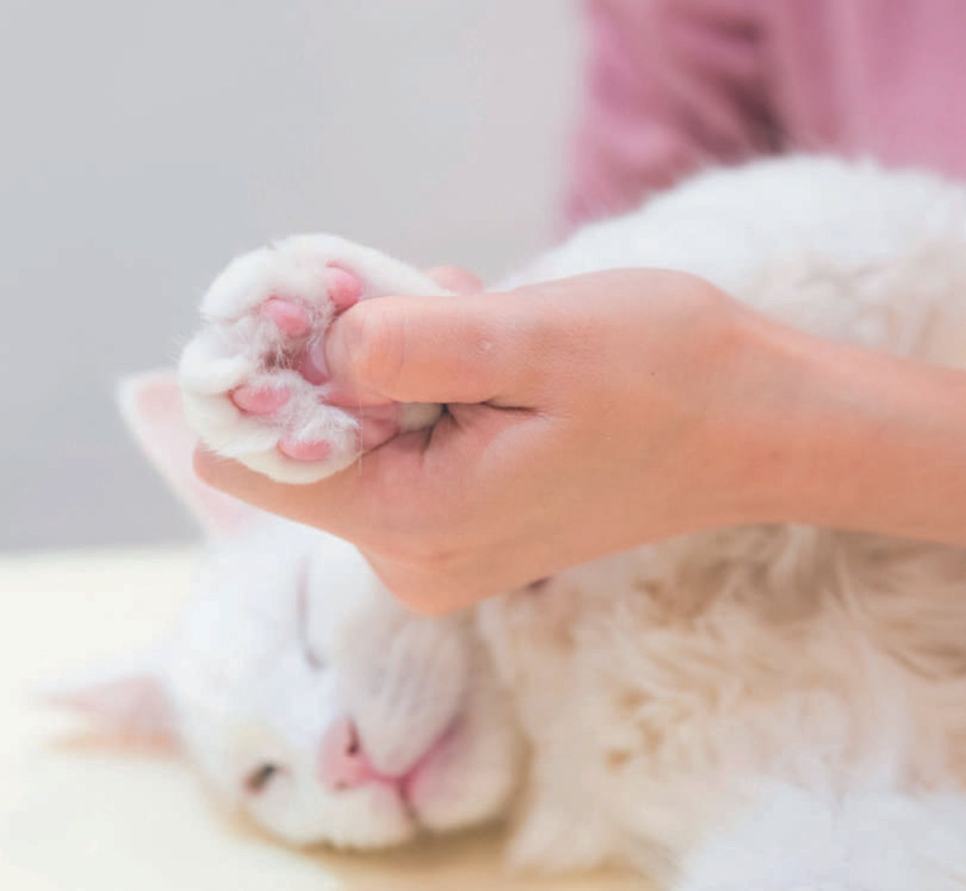 いつもきれいな肉球に おすすめのお手入れとマッサージ法とは ねこのきもちweb Magazine いつもきれいな肉球に おすすめのお手入れとマッサージ法とは ねこのきもちweb Magazine