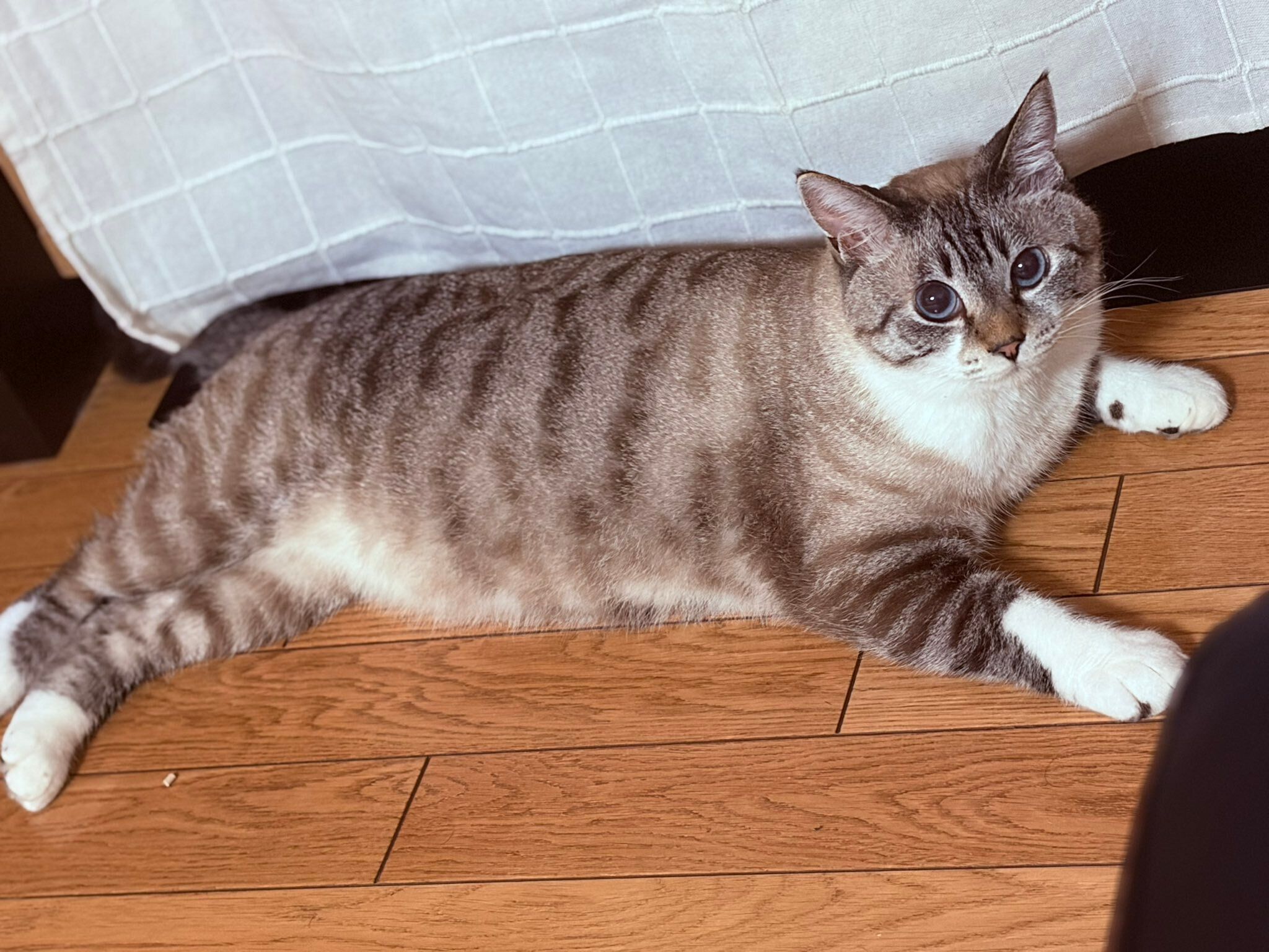 飼い主を見上げる猫