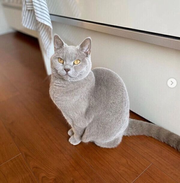 見つめるらむねちゃん