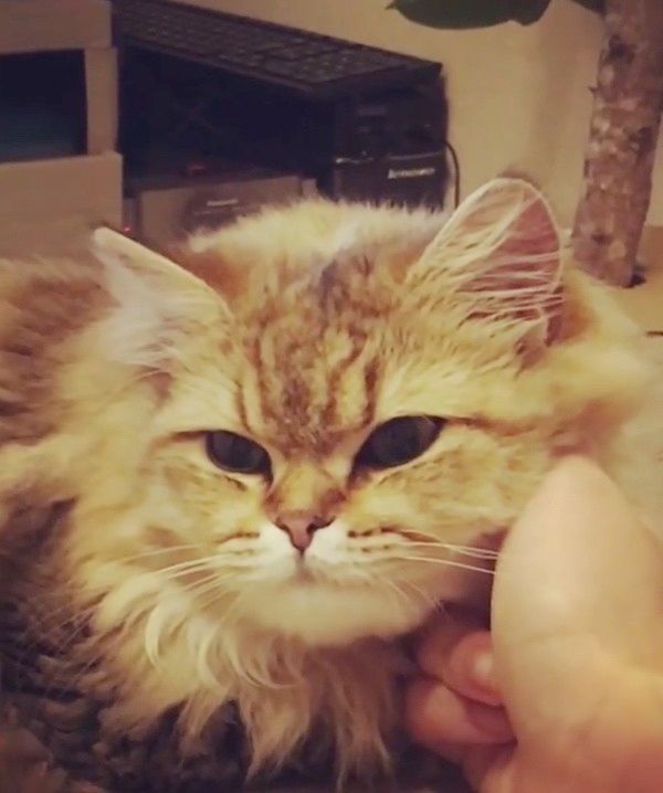 真顔になるラガマフィン