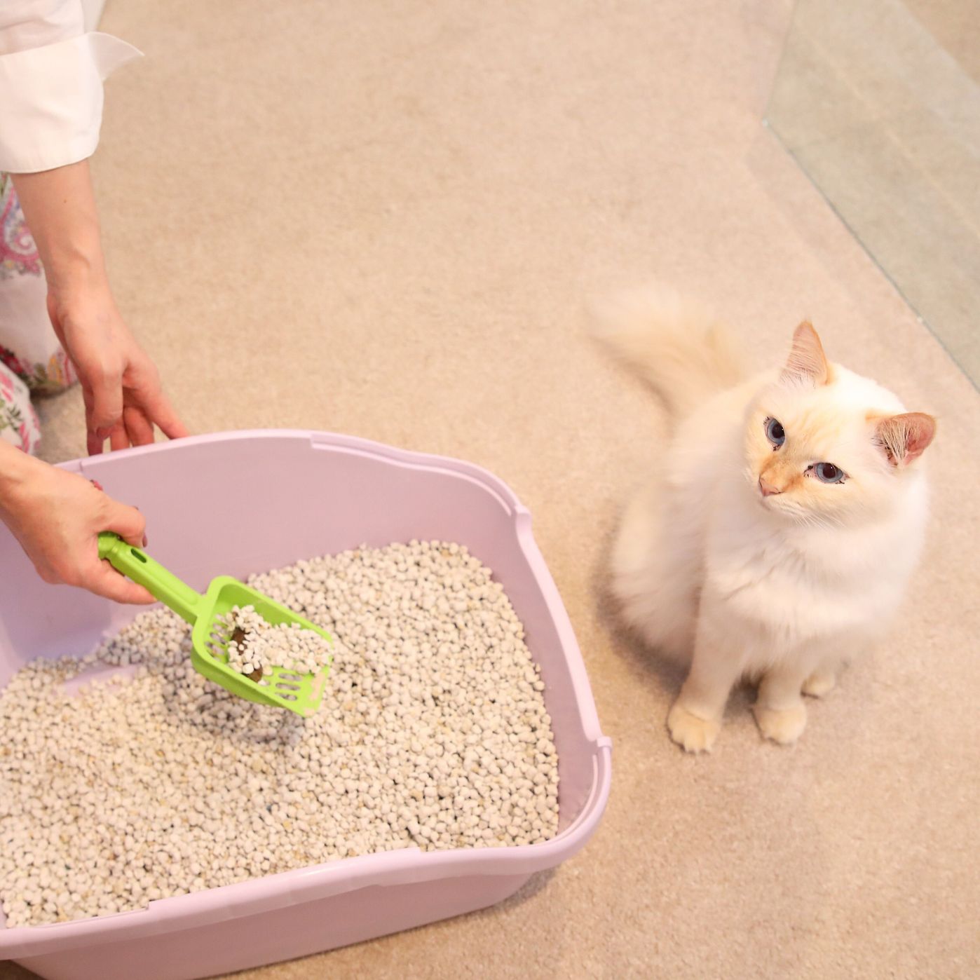 猫のトイレ やってはいけない ngお世話 3つ ねこのきもちweb Magazine 猫のトイレ やってはいけない ngお世話 3つ ねこのきもちweb Magazine