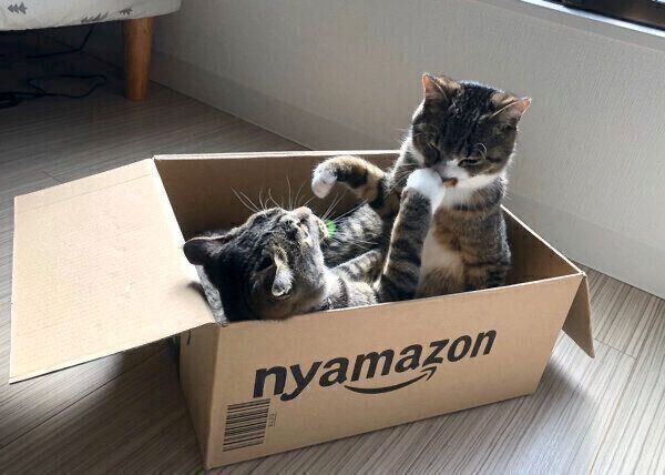 ダンボールの中に入るちゃむのすけくん、まるきちくん