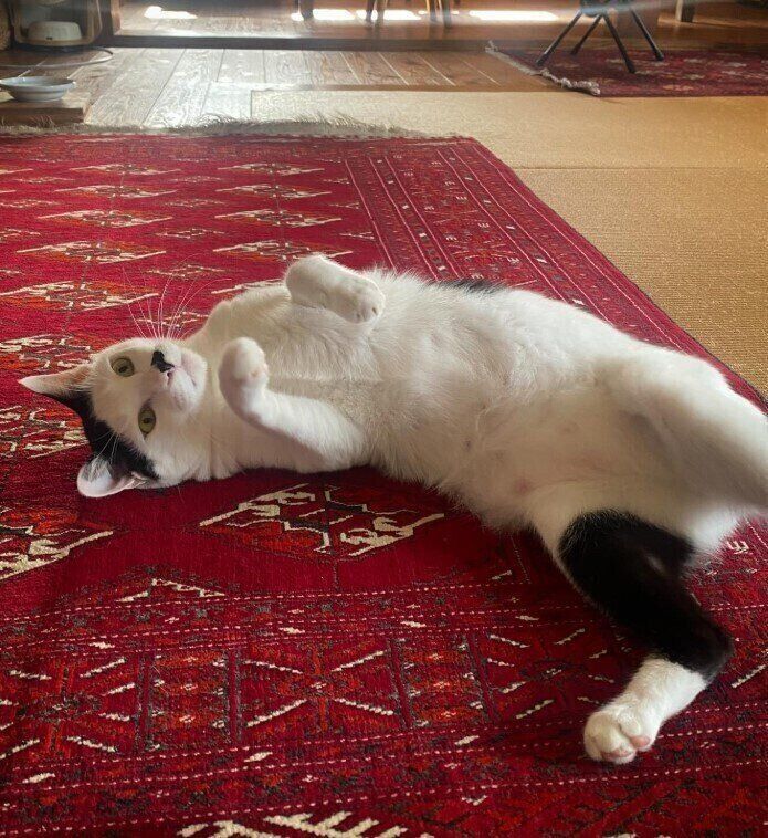 ラグの上に寝ている猫