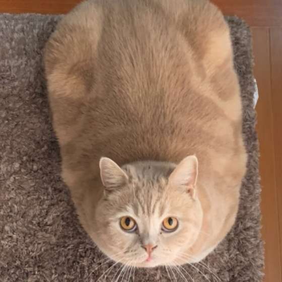 ラグの上で見上げる猫