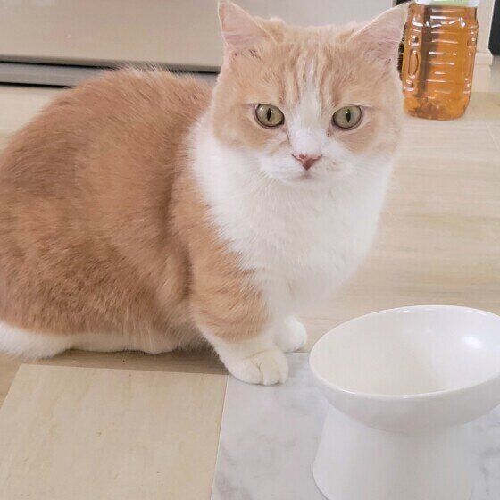 ミヌエットのダイズくん