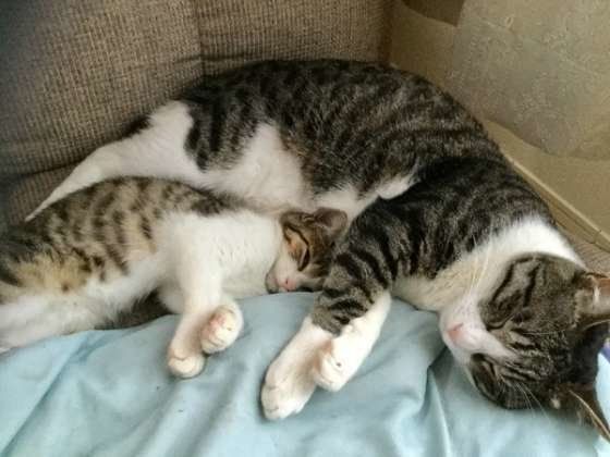 同じ格好で寝るむぎちゃんきょうだい