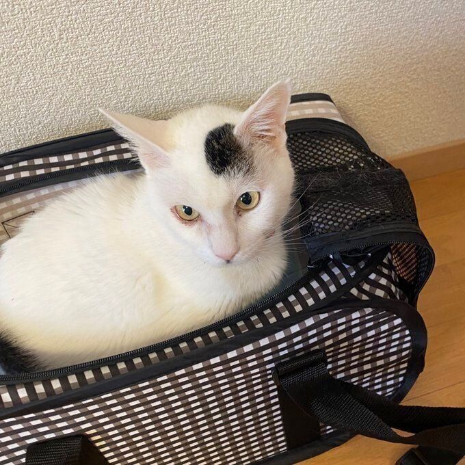 キャリーバッグに入るハクくん