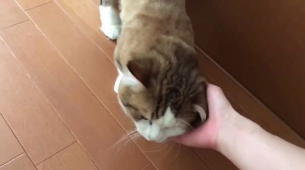 名前を呼ばれると必ずやってくる猫