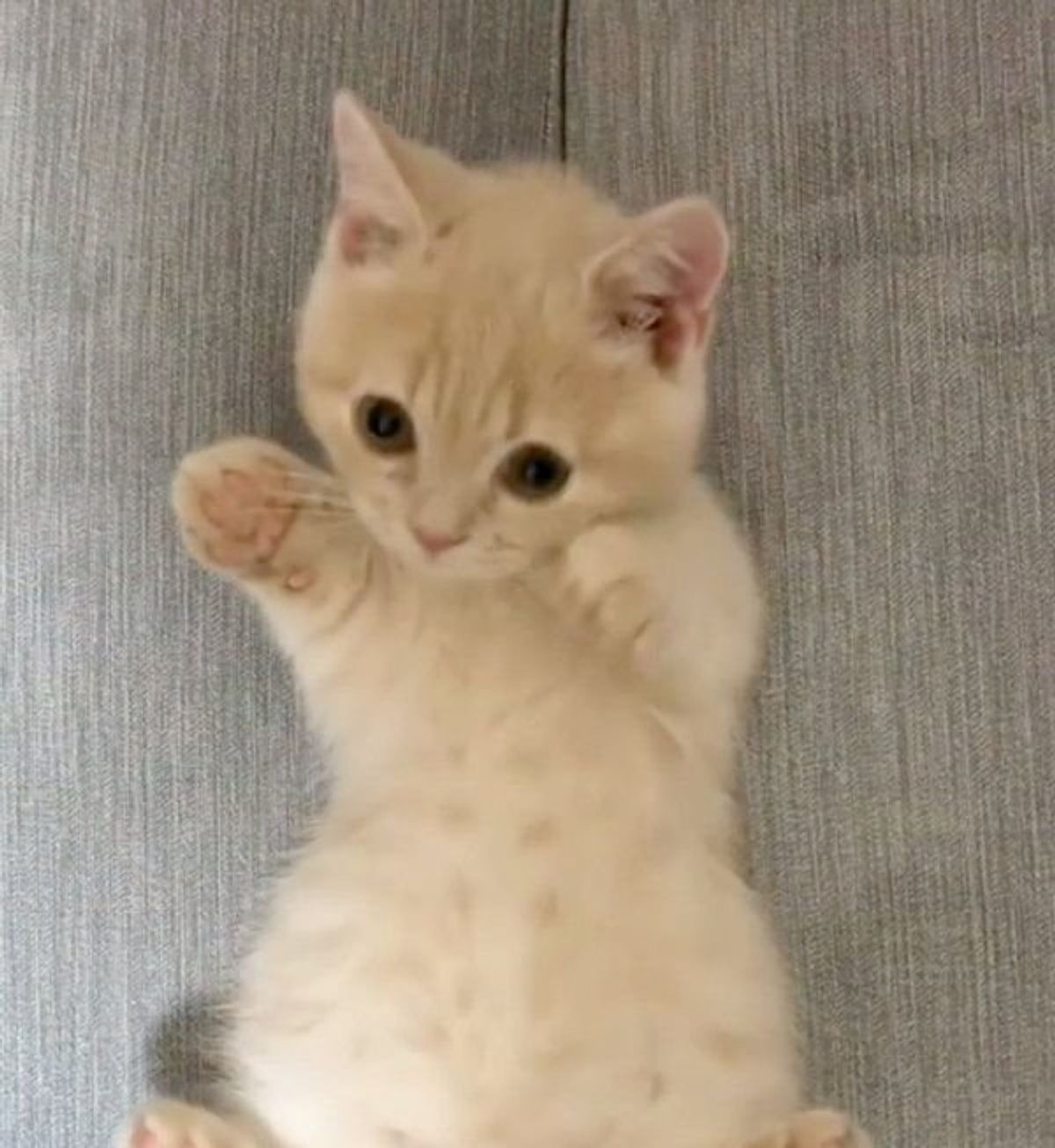 変な格好をさせられてる と気づいた猫のかわいい反応とは ねこのきもちweb Magazine 変な格好をさせられてる と気づいた猫のかわいい反応とは ねこのきもちweb Magazine