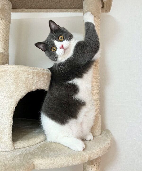 可愛らしいポーズをするおにぎりくん