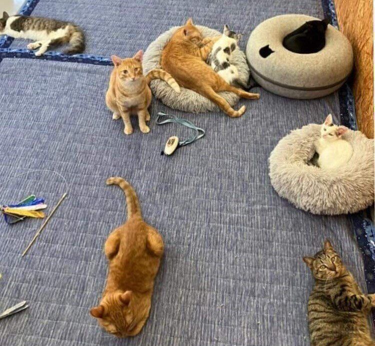 暖かなフロアでくつろぐ猫たち