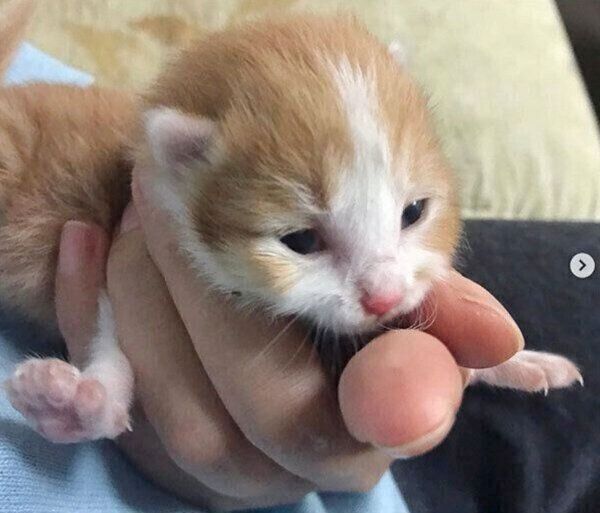 子猫時代ののぶおちゃん