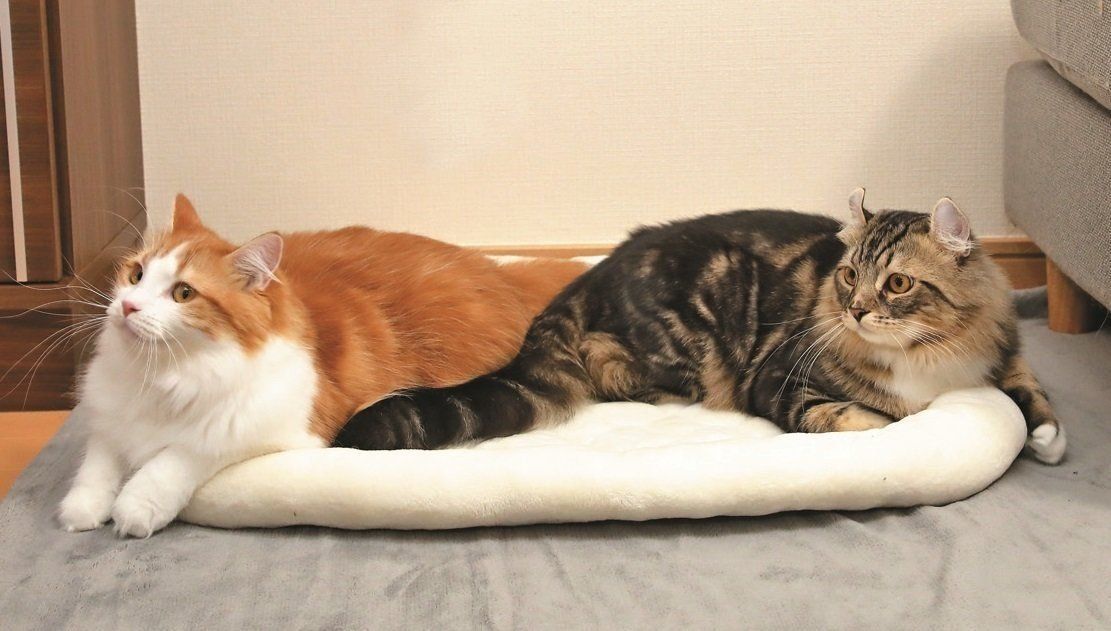 撮影／尾﨑たまき