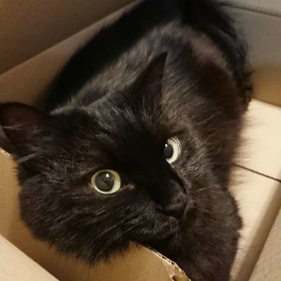 ダンボールが好きな黒猫