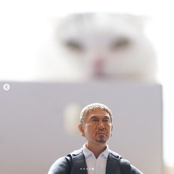 まさかのコラボをしたスコティッシュフォールド