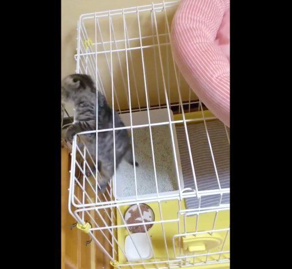 ケージをよじ登るはるおちゃん