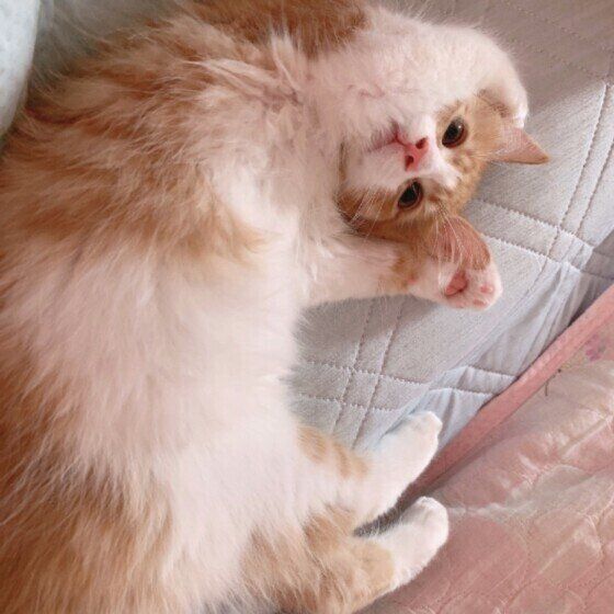 メインクーンのVくん