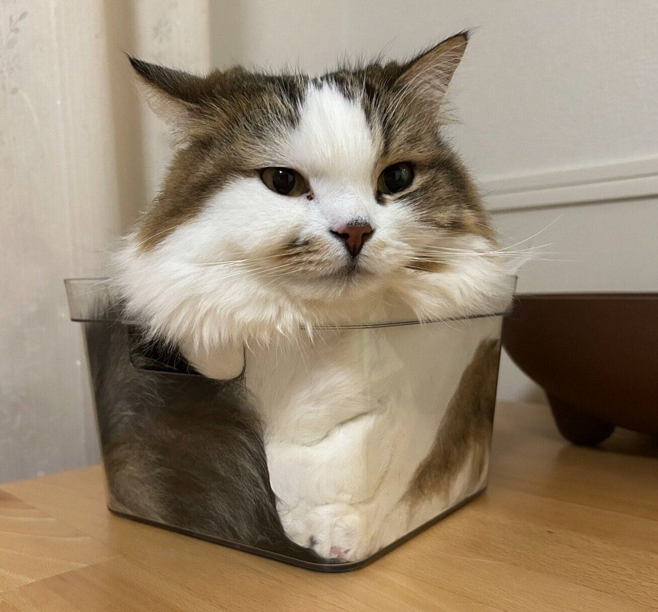 箱の中に入るこむぎくん