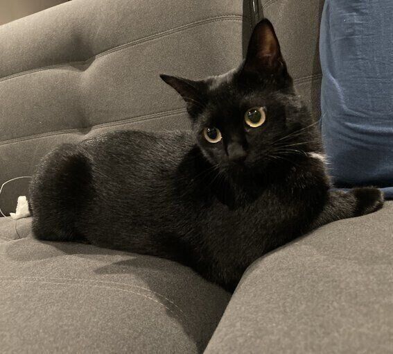 「ジジたん何でそんなにきゃわいいの〜〜〜？？」と飼い主さん。