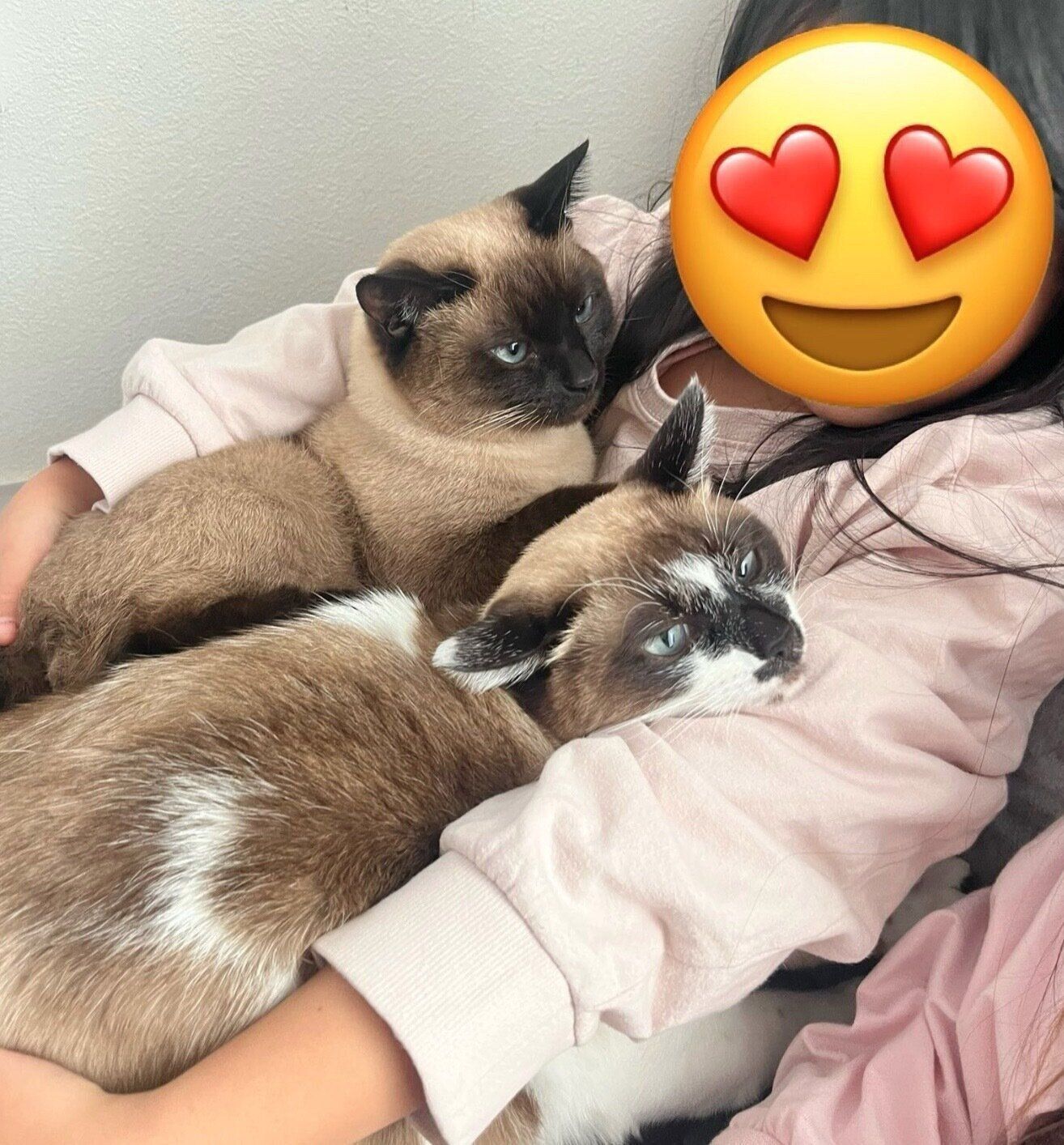 お子さんに甘えるミュウちゃん、ココちゃん