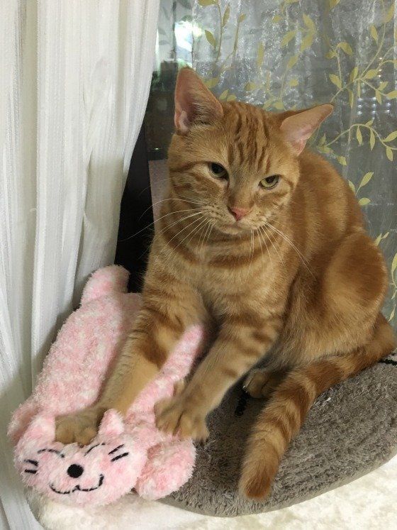 フミフミするメインクーン