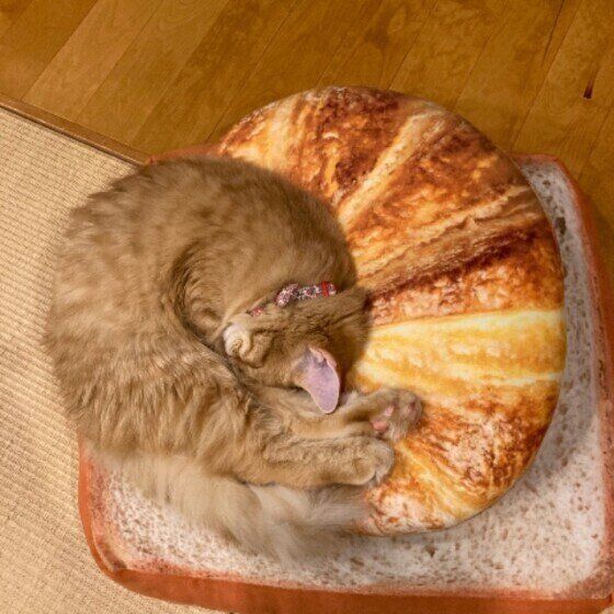 スコティッシュフォールド・ロングヘアのあーりんちゃん