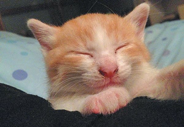 眠る子猫