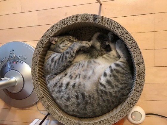 丸まっているオシキャットの鈴
