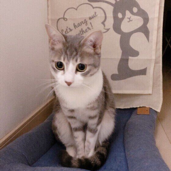 サバトラのカイトくん