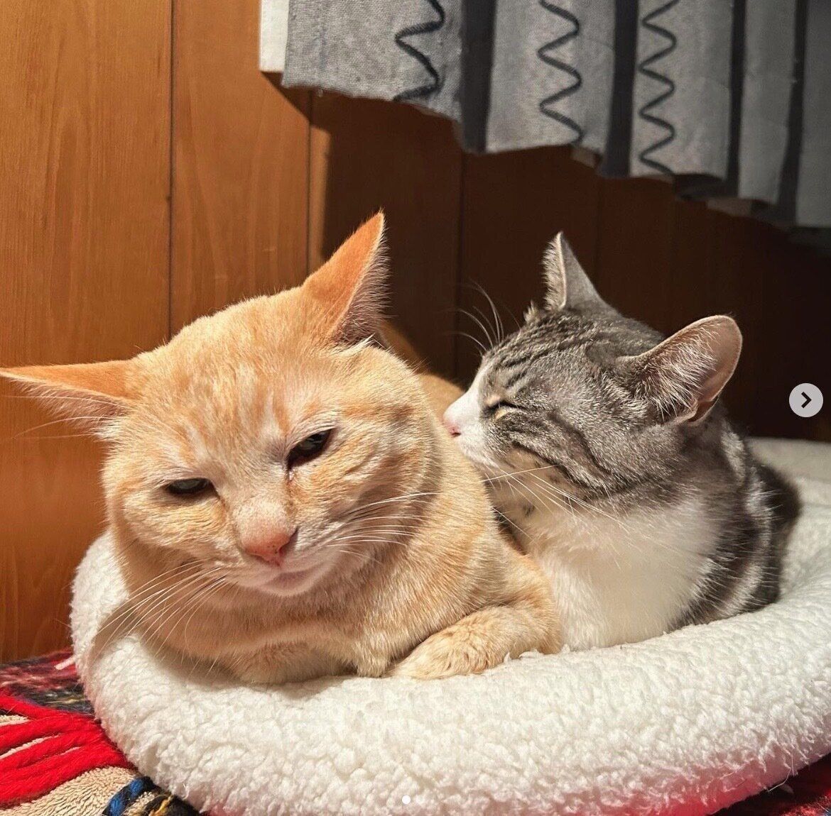 くっつくもいわちゃん、いぶきくん