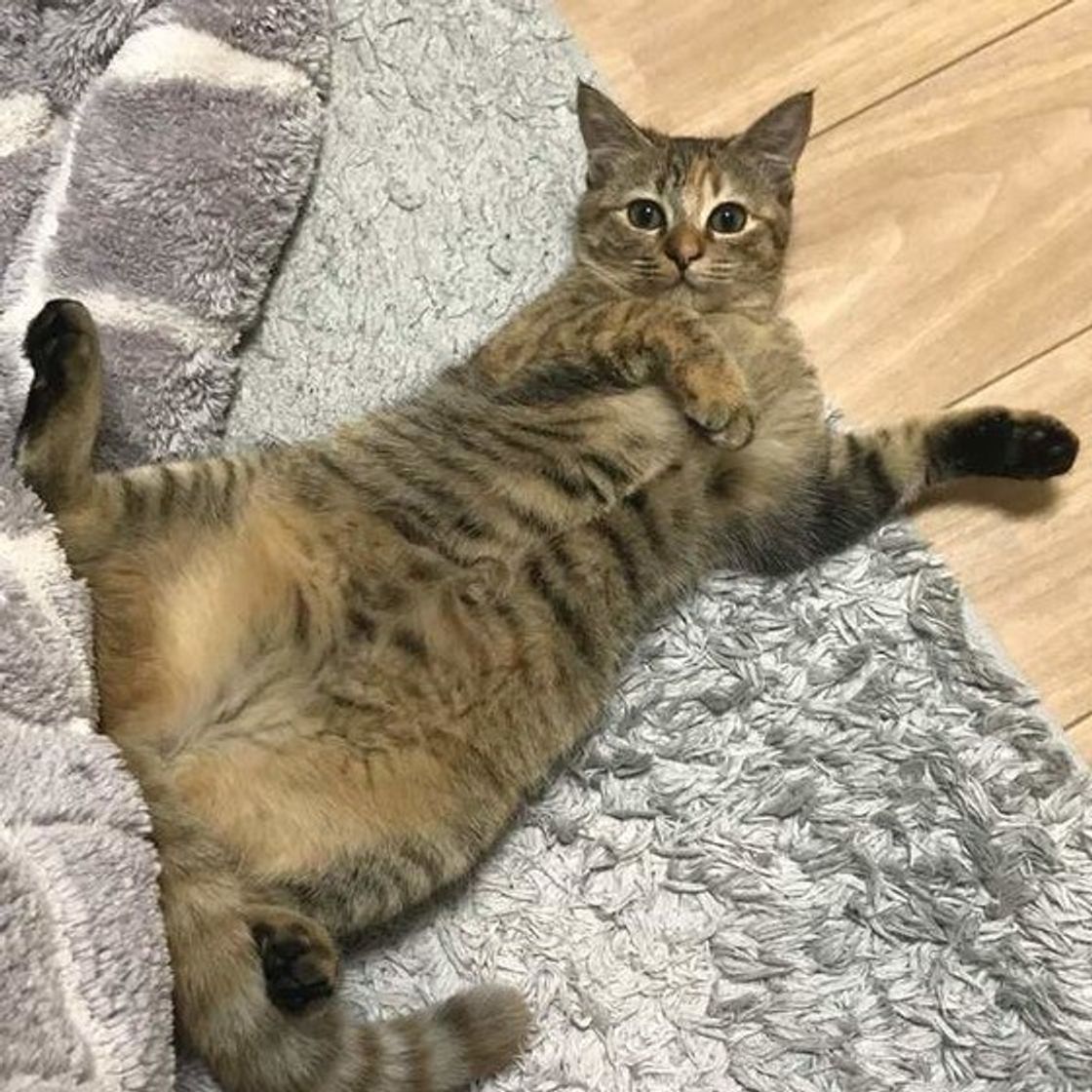 愛猫の困った粗相問題 布団にしちゃうのには 猫なりに理由が ねこのきもちweb Magazine