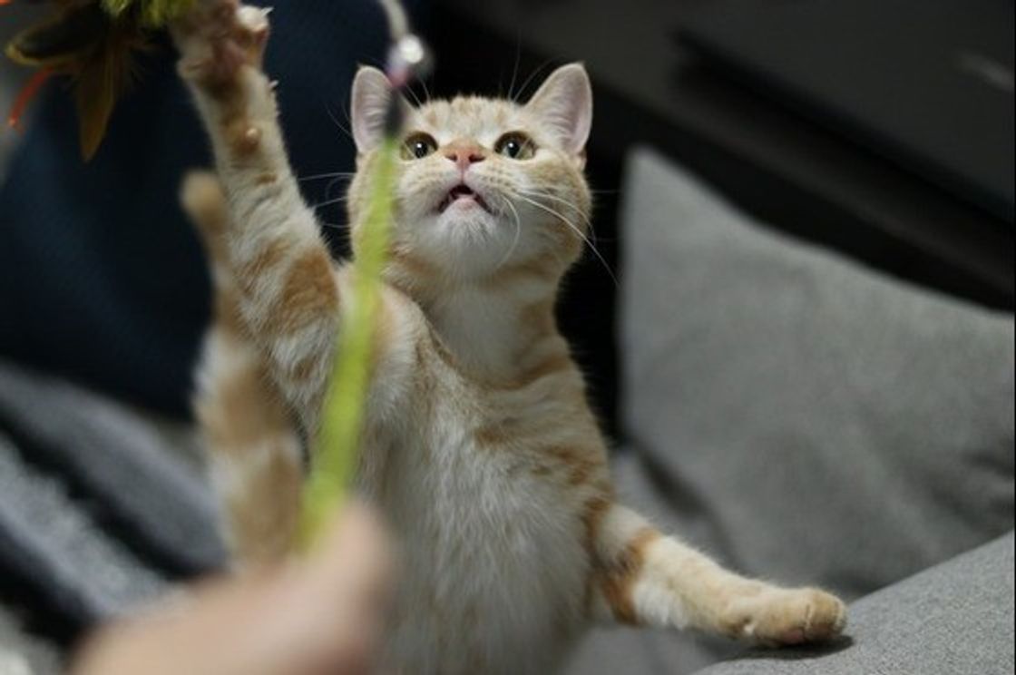 診断付き あなたの愛猫は 末っ子 系猫 4つのトリセツをマスターせよ ねこのきもちweb Magazine 診断付き あなたの愛猫は 末っ子 系猫 4つのトリセツをマスターせよ ねこのきもちweb Magazine