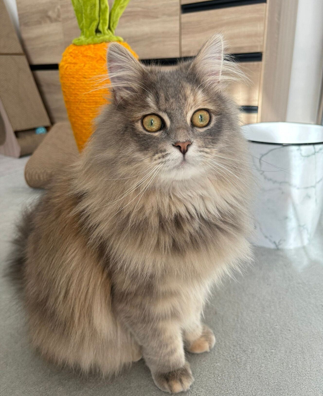 見つめるとろたくちゃん