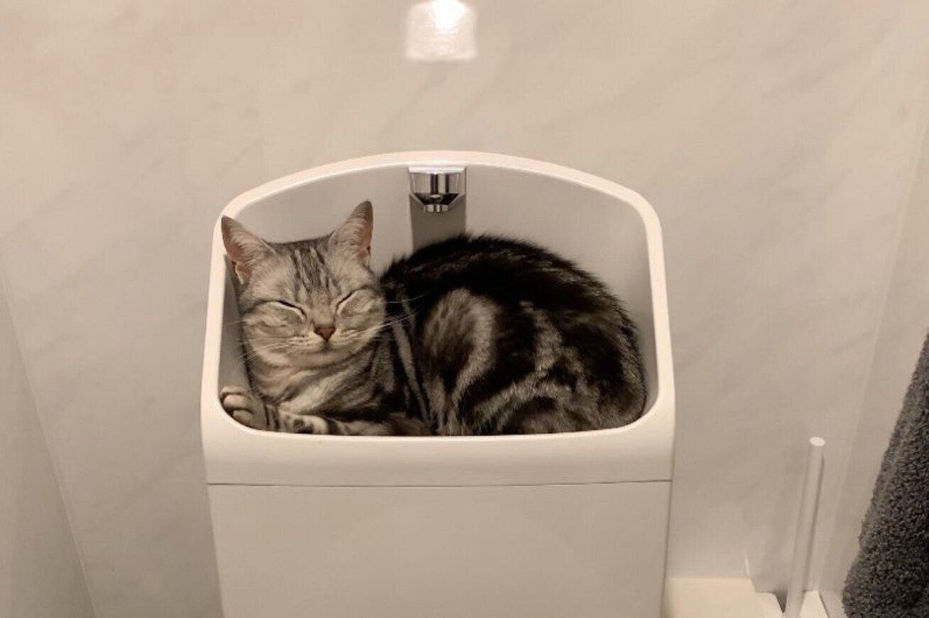 トイレで寝てしまうあんこくん