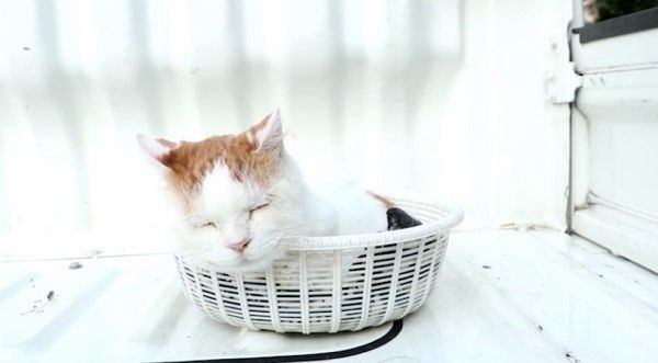 カゴで眠る猫