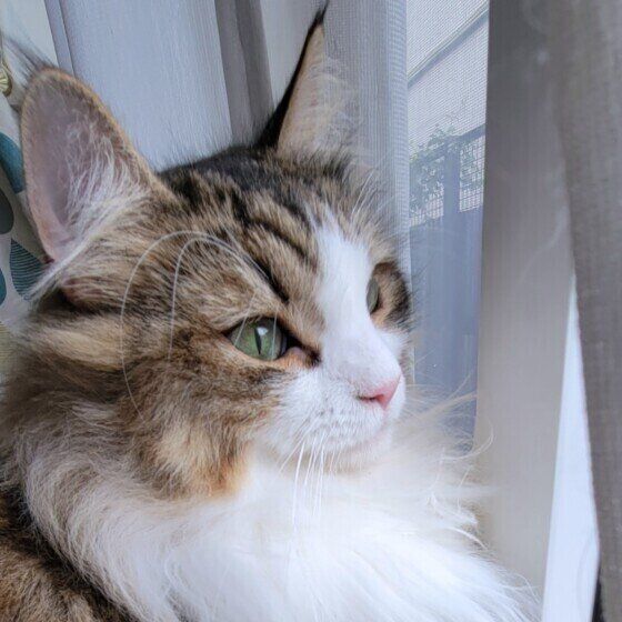 外を見るノルウェージャンフォレストキャット