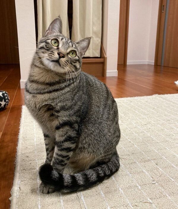 可愛いポーズをキメるつむぎくん