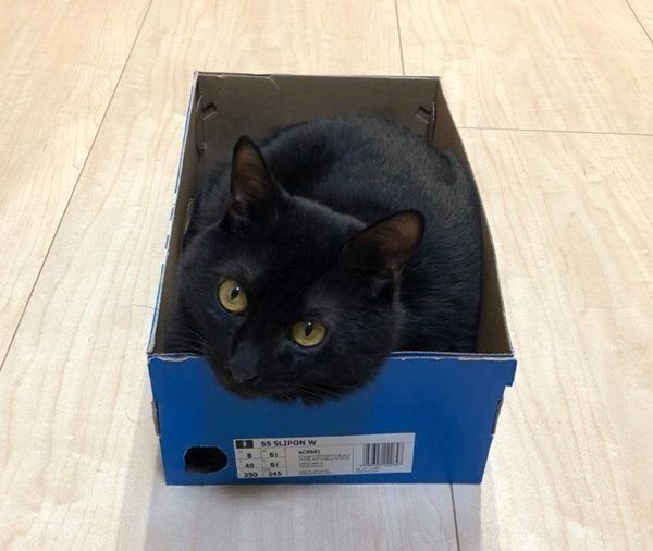 箱に入る黒猫