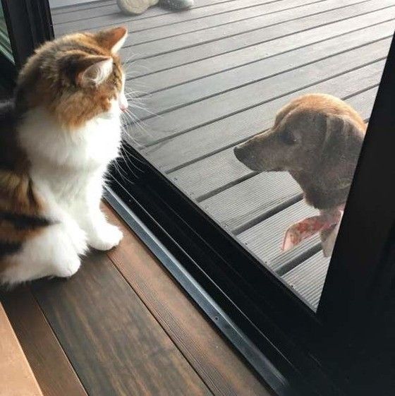 ミニチュアダックスフントのさくらちゃん