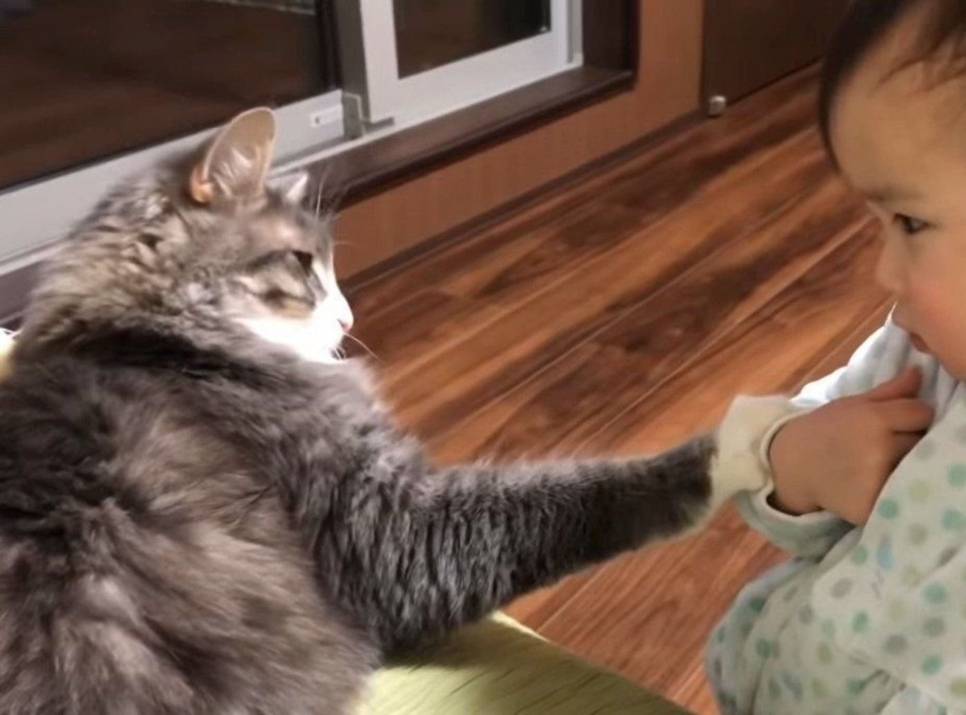 赤ちゃんと仲良しの猫たち やさしく触られたり枕にされてる姿がキュート ねこのきもちweb Magazine 赤ちゃんと仲良しの猫たち やさしく触られたり枕にされてる姿がキュート ねこのきもちweb Magazine