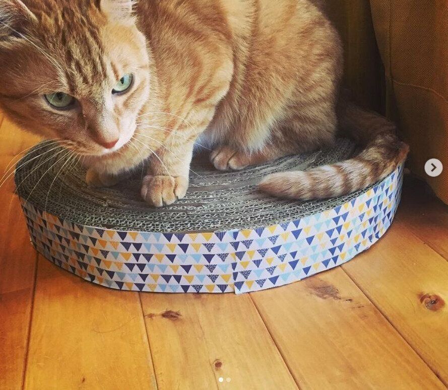 茶トラと爪とぎ