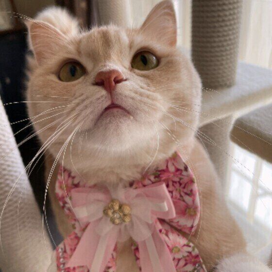 口に何かつけているマンチカン