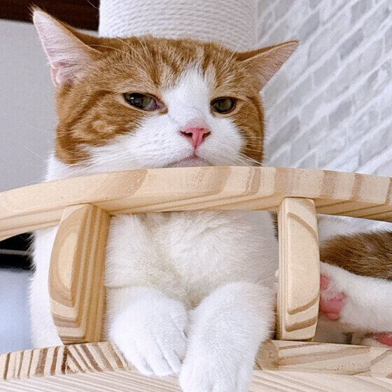 あご乗せをするスコティッシュフォールド