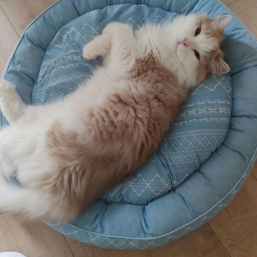 Nクールを使用するLEONちゃん