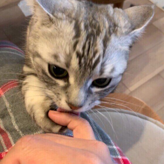 指をなめるアメリカンショートヘア