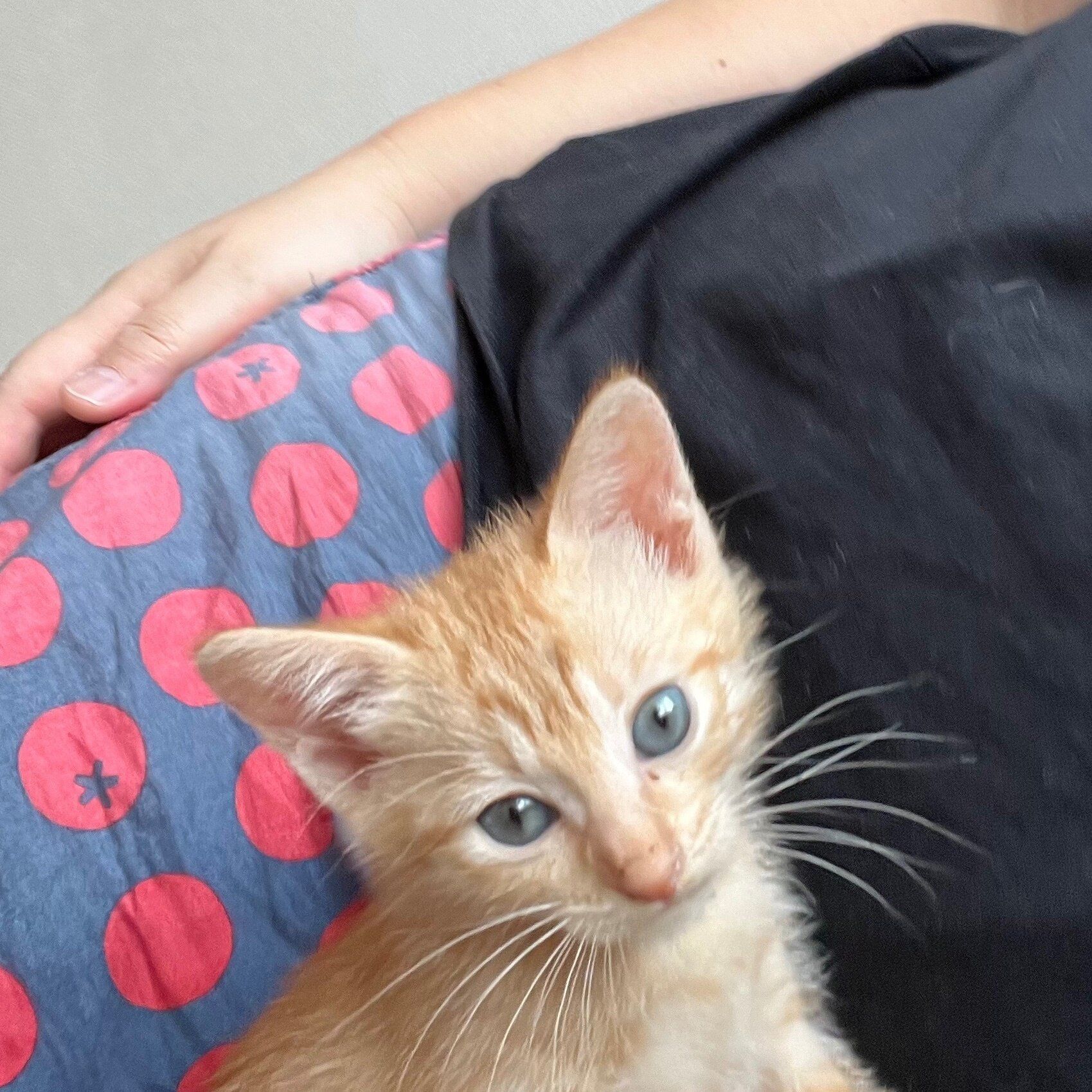 飼い主と添い寝する子猫